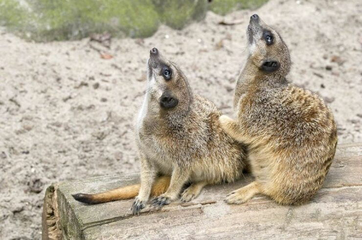 From Krakow: Zoo Trip With Transfer - Experience Itinerary Highlights