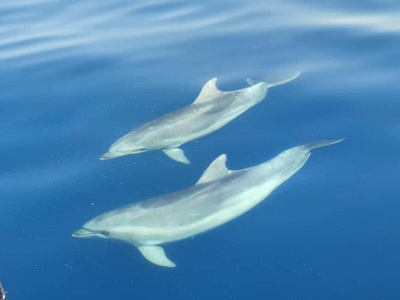 From Krk: Golden Beach Boat Trip - Good To Know