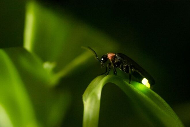 From Kuala Lumpur: Batu Caves and Firefly Watching Tour - Full Description