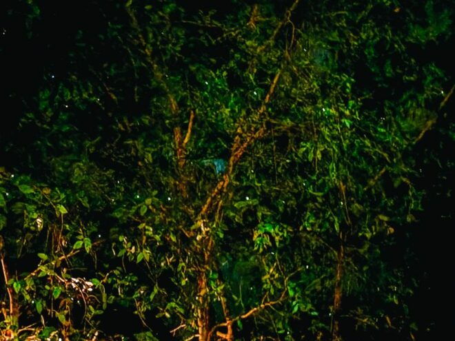 From Kuala Lumpur: Batu Caves and Firefly Watching Tour - Helpful Reviews