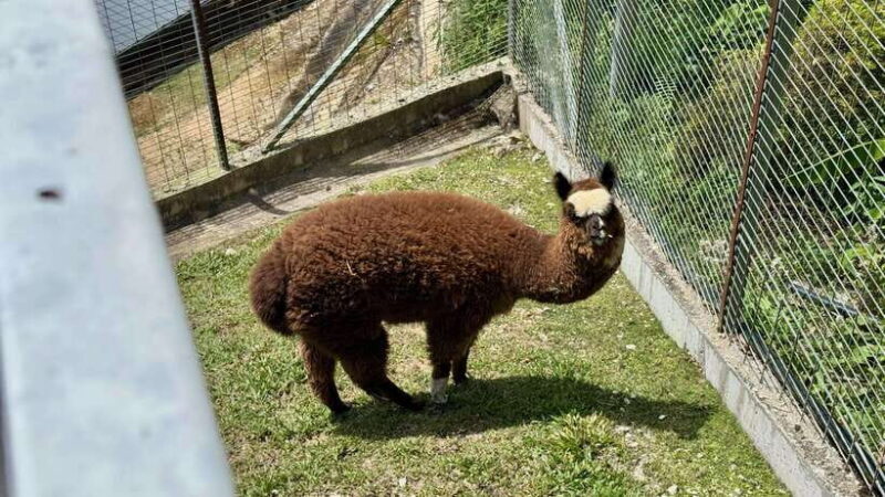 From Kuala Lumpur: Cameron Highlands Day Tour w/Lunch&Pickup - FAQ