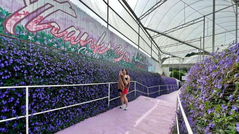 From Kuala Lumpur: Cameron Highlands Day Tour w/Lunch&Pickup - Exploring the Scenic Highlights of Cameron Highlands