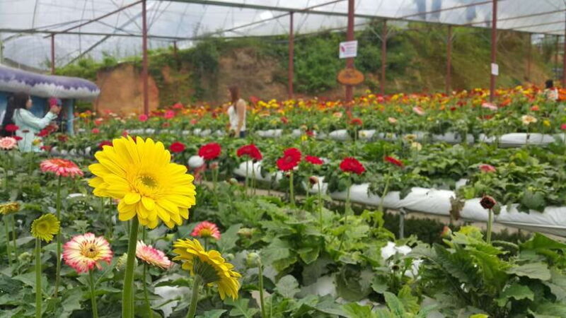 From Kuala Lumpur: Cameron Highlands Full-Day Tour - Good To Know