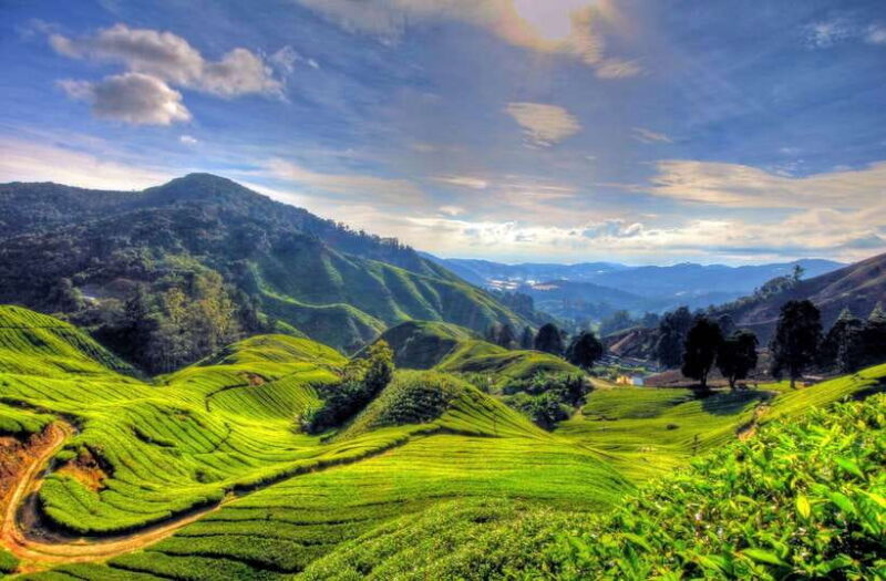 From Kuala Lumpur: Cameron Highlands Full-Day Tour - Exploring the Heart of Cameron Highlands