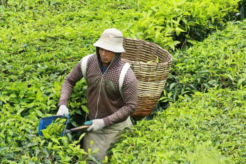 From Kuala Lumpur: Cameron Highlands Full-Day Tour - Practicalities and Logistics