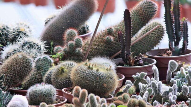 From Kuala Lumpur: Cameron Highlands Full-Day Tour - Cost-Value Analysis