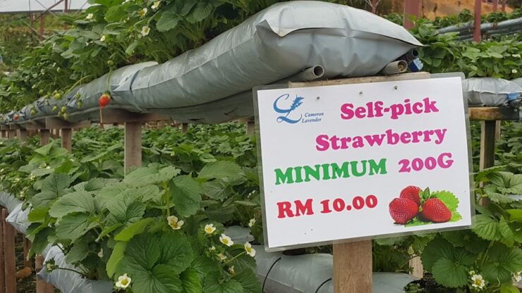 From Kuala Lumpur: Cameron Highlands Full-Day Tour - Tour Details
