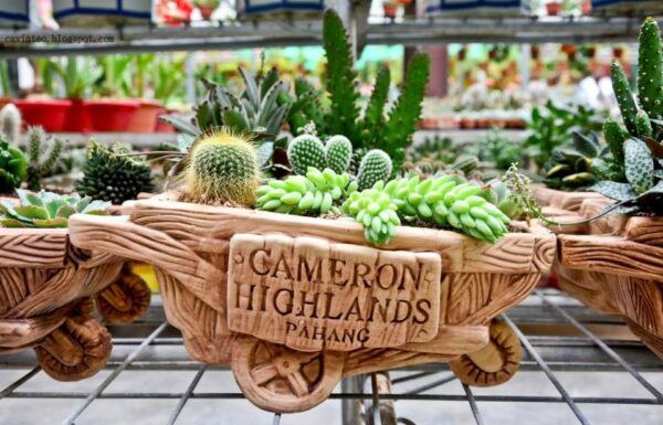 From Kuala Lumpur: Cameron Highlands Full-Day Tour - Common Questions