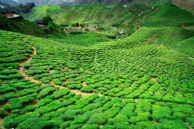 From Kuala Lumpur: Cameron Highlands Private Day Tour - Additional Information