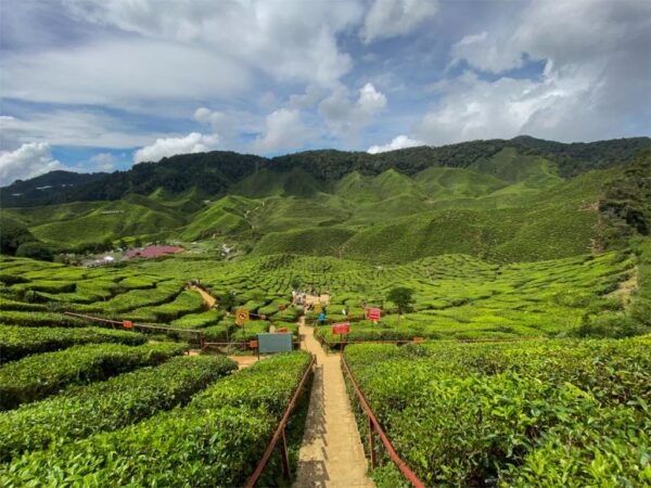 From Kuala Lumpur: Cameron Highlands Private Day Tour - Directions