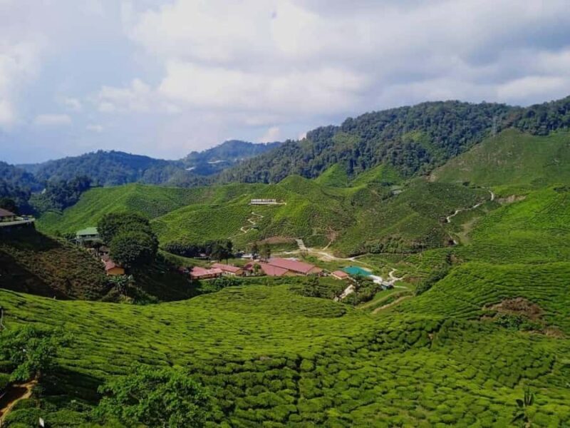 From Kuala Lumpur: Cameron Highlands Private or Join In Tour - What to Expect from the Tour