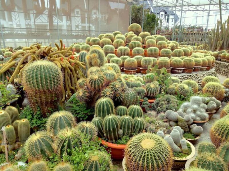 From Kuala Lumpur: Cameron Highlands Private or Join In Tour - Who Is This Tour Best For?