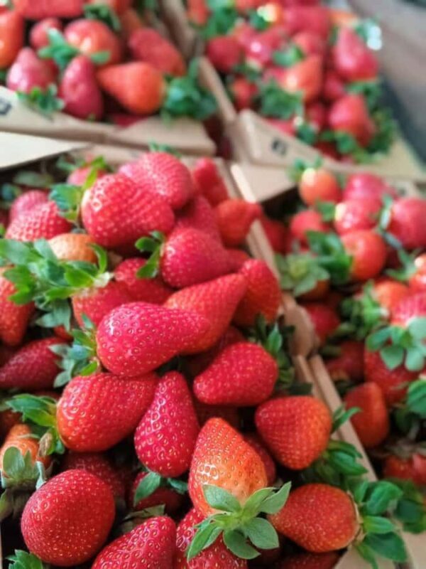 From Kuala Lumpur: Cameron Highlands Private or Join In Tour - An Honest Breakdown of the Cameron Highlands Day Trip