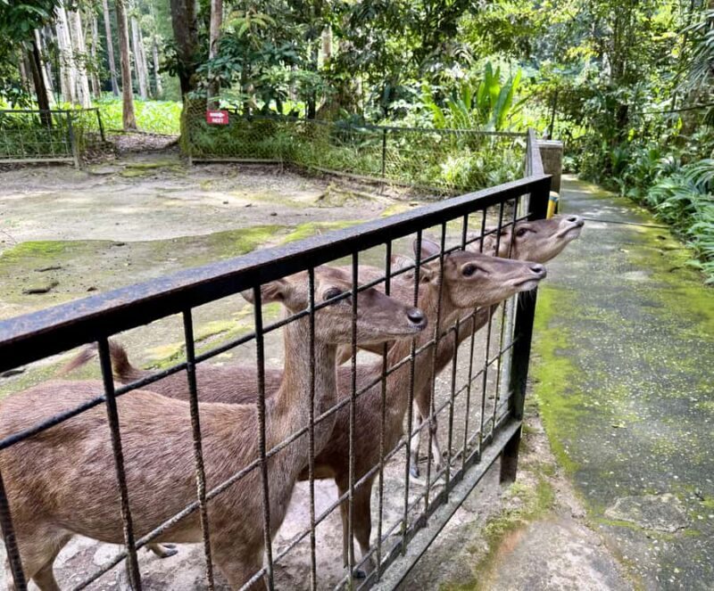 From Kuala Lumpur: Elephant Sanctuary & Batu Caves Tour - Who Will Love This Tour?  