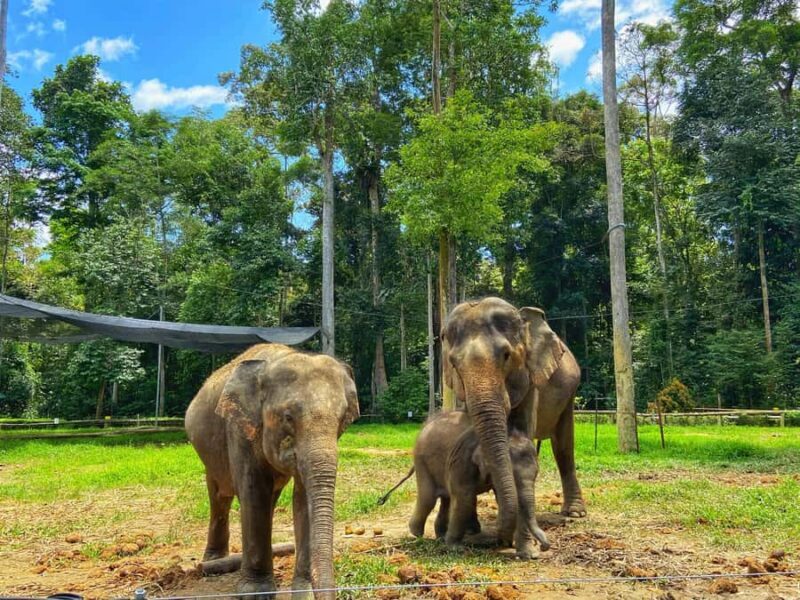 From Kuala Lumpur: Elephant Sanctuary & Batu Caves Tour - Transport, Timing, and Overall Value