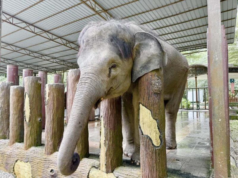 From Kuala Lumpur: Elephant Sanctuary & Batu Caves Tour - Who This Tour Is Best For