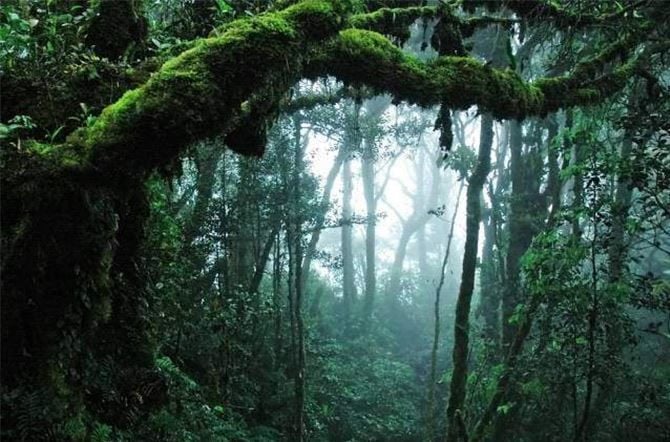 From Kuala Lumpur: Full Day Tour to Taman Negara - Experience Highlights