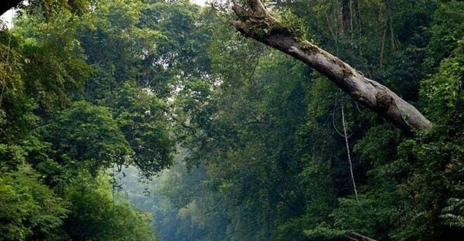 From Kuala Lumpur: Full Day Tour to Taman Negara - Additional Review