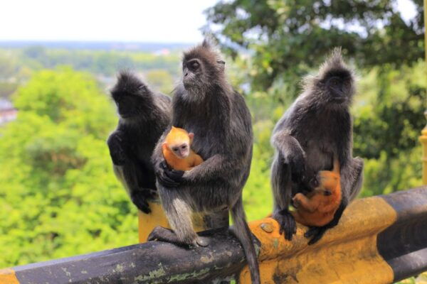 From Kuala Lumpur: Private Fireflies Tour and Seafood Dinner - Common Questions