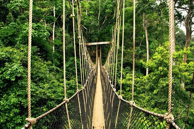 From Kuala Lumpur Taman Negara Day Trip With Lunch - Who Should Consider This Tour?