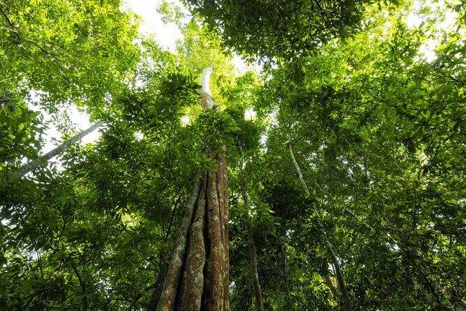 From Kuala Lumpur Taman Negara Day Trip With Lunch - FAQs