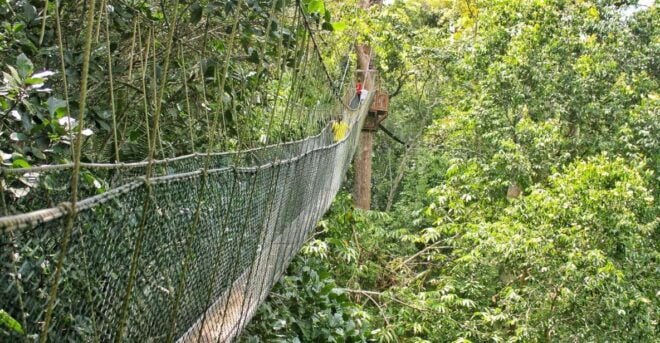 From Kuala Lumpur: Taman Negara National Park Day Tour - Canopy Walkway Adventure
