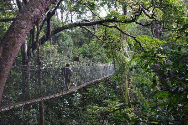 From Kuala Lumpur: Taman Negara National Park Day Tour - The Sum Up
