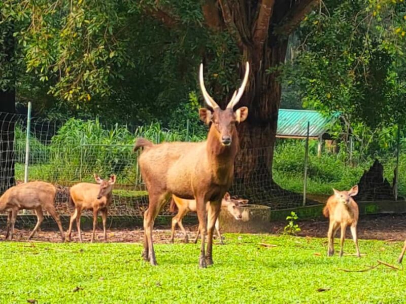 From Kuala Lumpur: Ultimate Perak Nature Expedition - Exploring the Itinerary in Detail