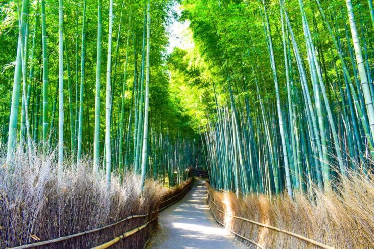 From Kyoto: Guided Day Trip to Kyoto and Nara With Lunch - Ticket Details and Itinerary