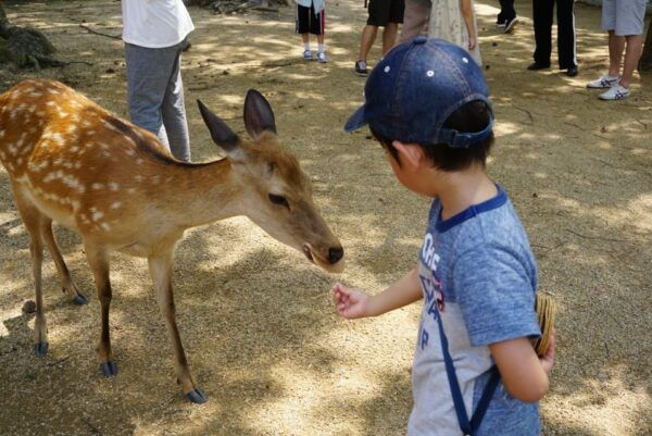 From Kyoto: Kyoto and Nara Golden Route Full-Day Bus Tour - Accessibility Features
