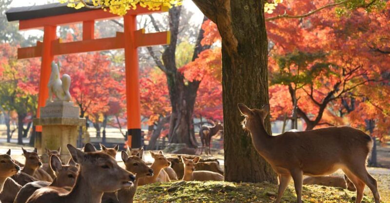 From Kyoto: Nara Guided Half Day Bus Tour - Why This Tour Works for Different Types of Travelers