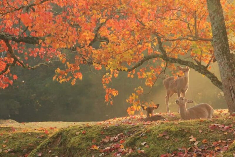 From Kyoto or Osaka: Kyoto Highlights & Nara Park Day Trip - What to Expect from This Tour