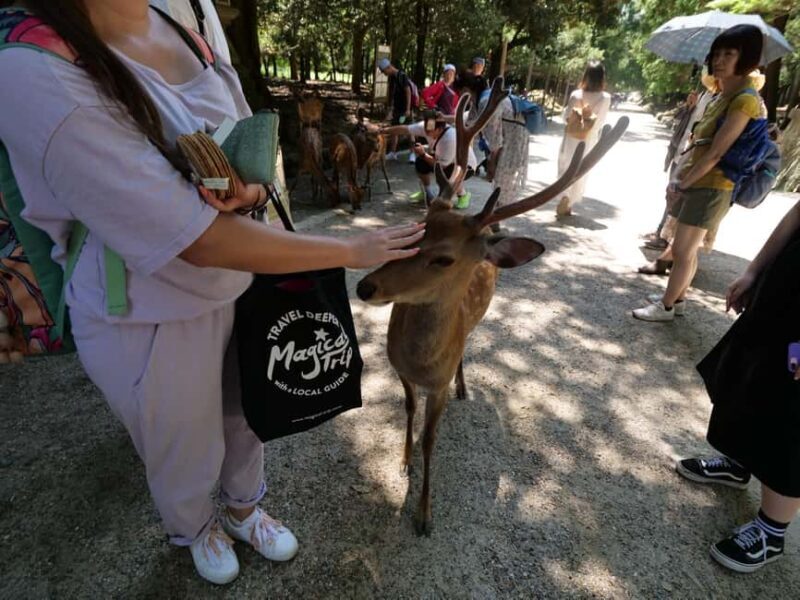 From Kyoto or Osaka: Kyoto Highlights & Nara Park Day Trip - Who This Tour Suits Best