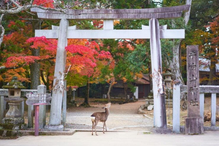 From Kyoto or Osaka: Private Walking Tour Through Nara - Activity Details
