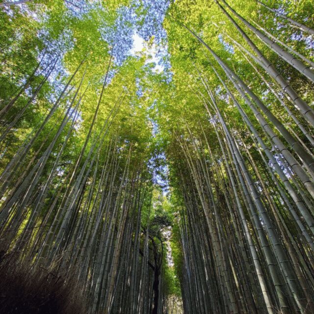 From Kyoto & Osaka: Kyoto Top Attractions Private Day Tour - The Sum Up