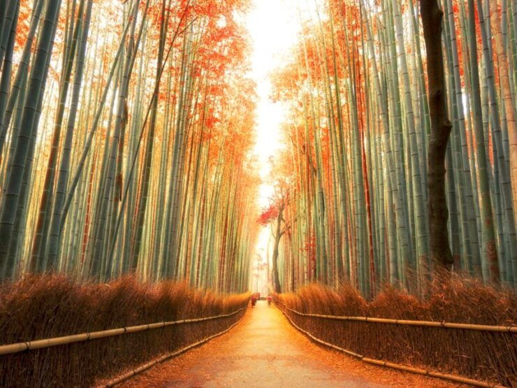 From Kyoto: Sagano Train Ride and Guided Kyoto Day Tour - Tour Highlights