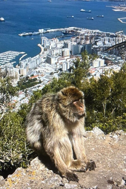 From La Cala/Marbella/Estepona: Gibraltour Tour With Monkey Rock and Shopping - Experience Highlights