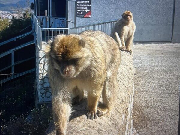 From La Cala/Marbella/Estepona: Gibraltour Tour With Monkey Rock and Shopping - Cable Car Ride to Monkey Rock