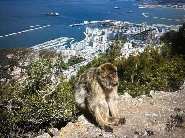 From La Cala/Marbella/Estepona: Gibraltour Tour With Monkey Rock and Shopping - Gibraltars Tax-Free Shopping