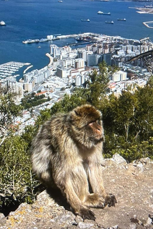 From La Cala/Marbella/Estepona: VIP Gibraltar Tour With Monkey Rock + Shopping - Good To Know