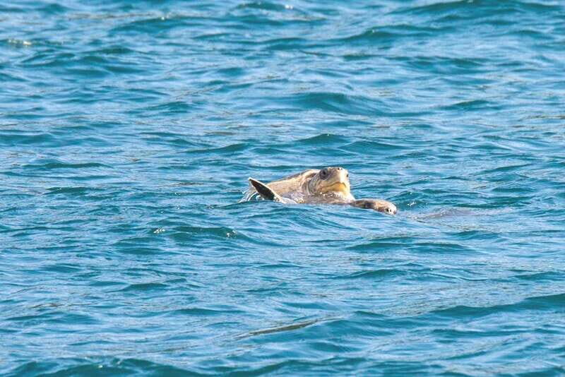 From La Crucecita: Private Huatulco 7 or 5 Bays Boat Trip - FAQ