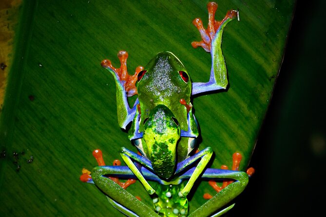 From La Fortuna: Río Celeste Tubing, Night Tour and Natural Pool. - Frequently Asked Questions