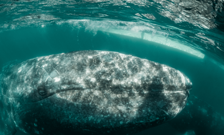 From La Paz: Grey Whales Tour - Good To Know
