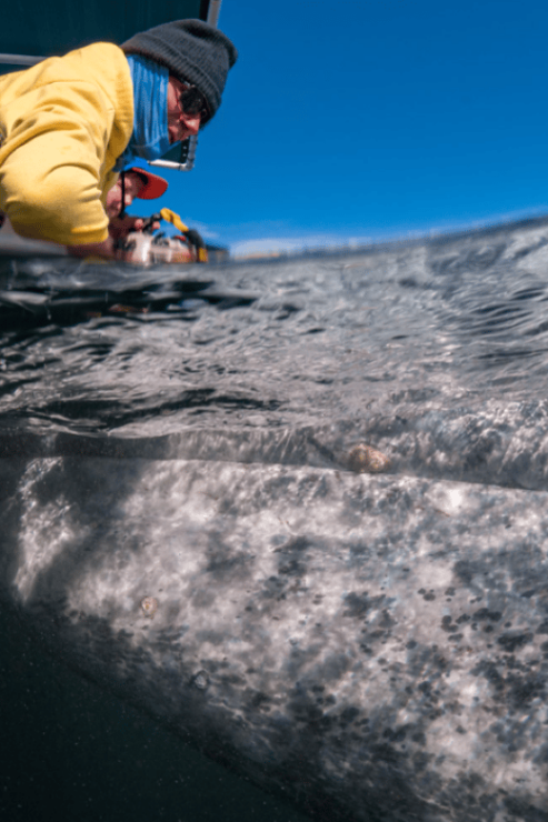 From La Paz: Grey Whales Tour - Whale Migration Experience