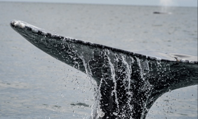 From La Paz: Grey Whales Tour - Booking Information