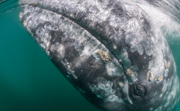 From La Paz: Grey Whales Tour - Departure and Transportation