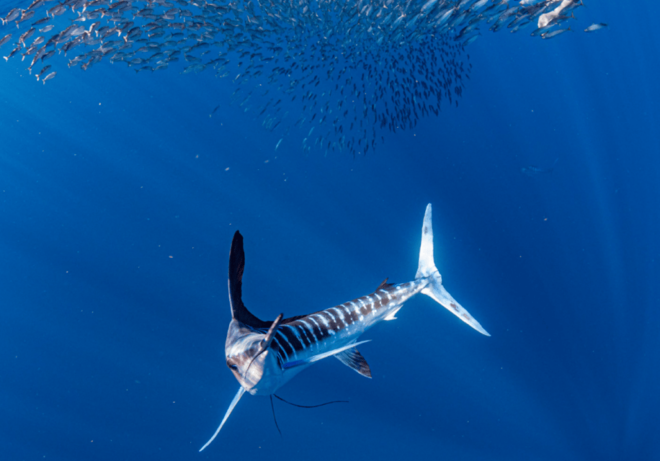 From La Paz: Marlin Tours - Included Services