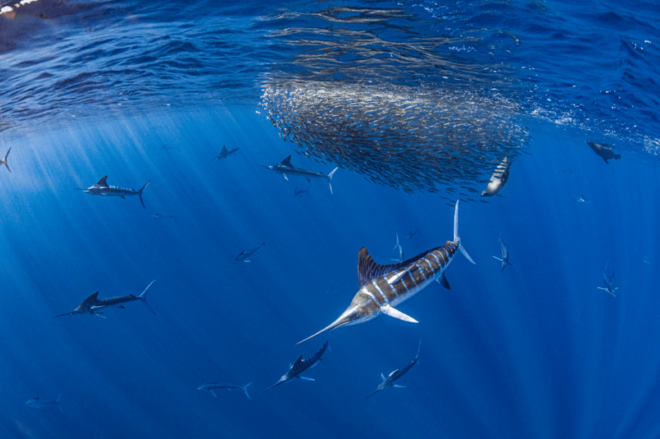 From La Paz: Marlin Tours - Booking Information