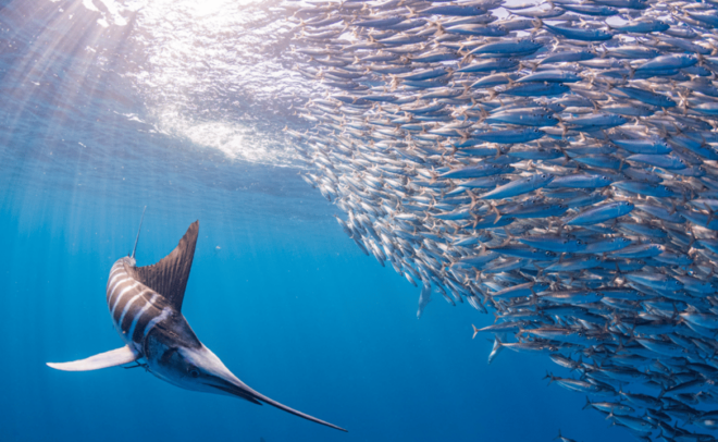 From La Paz: Marlin Tours - Arrival and Departure