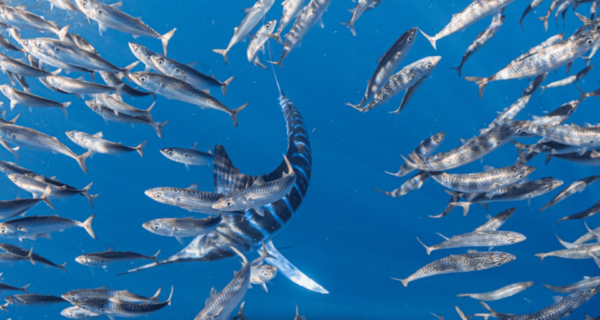 From La Paz: Marlin Tours - Frequently Asked Questions